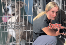 Human Visits Shelter Dog on Her Last Day To Make One Final Plea, Then the Unthinkable Happens Human Visits Shelter Dog on Her Last Day To Make One Final Plea, Then the Unthinkable Happens