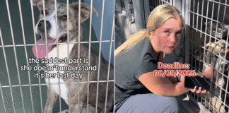 Human Visits Shelter Dog on Her Last Day To Make One Final Plea, Then the Unthinkable Happens Human Visits Shelter Dog on Her Last Day To Make One Final Plea, Then the Unthinkable Happens
