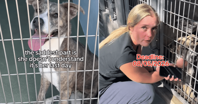 Human Visits Shelter Dog on Her Last Day To Make One Final Plea, Then the Unthinkable Happens