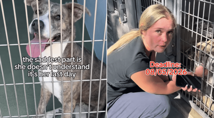Human Visits Shelter Dog on Her Last Day To Make One Final Plea, Then the Unthinkable Happens Human Visits Shelter Dog on Her Last Day To Make One Final Plea, Then the Unthinkable Happens