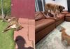 Mama Dog & Her Babies Find a Place in Foster Home’s Routine, Slowly Realizing They’re Safe Now Mama Dog & Her Babies Find a Place in Foster Home’s Routine, Slowly Realizing They’re Safe Now