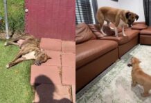 Mama Dog & Her Babies Find a Place in Foster Home’s Routine, Slowly Realizing They’re Safe Now Mama Dog & Her Babies Find a Place in Foster Home’s Routine, Slowly Realizing They’re Safe Now
