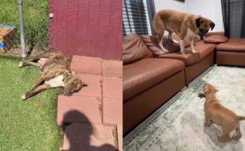 Mama Dog & Her Babies Find a Place in Foster Home’s Routine, Slowly Realizing They’re Safe Now Mama Dog & Her Babies Find a Place in Foster Home’s Routine, Slowly Realizing They’re Safe Now