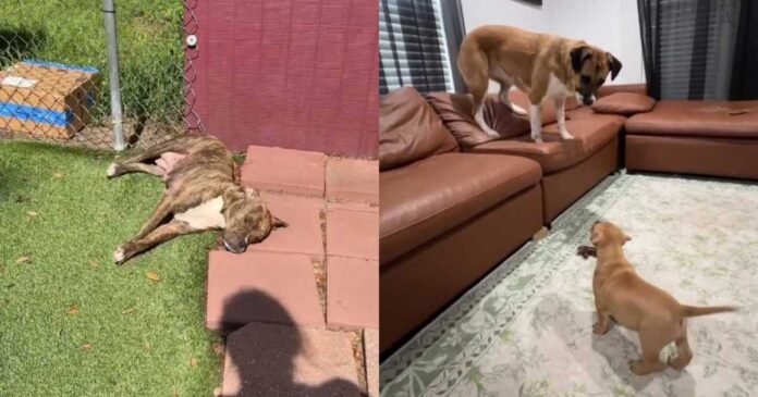 Mama Dog & Her Babies Find a Place in Foster Home’s Routine, Slowly Realizing They’re Safe Now