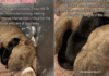 Mama Dog & Her Babies Look So Helpless in a Kennel, Unaware Fate Has Other Plans for Them Mama Dog & Her Babies Look So Helpless in a Kennel, Unaware Fate Has Other Plans for Them