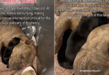 Mama Dog & Her Babies Look So Helpless in a Kennel, Unaware Fate Has Other Plans for Them Mama Dog & Her Babies Look So Helpless in a Kennel, Unaware Fate Has Other Plans for Them