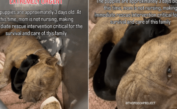 Mama Dog & Her Babies Look So Helpless in a Kennel, Unaware Fate Has Other Plans for Them Mama Dog & Her Babies Look So Helpless in a Kennel, Unaware Fate Has Other Plans for Them
