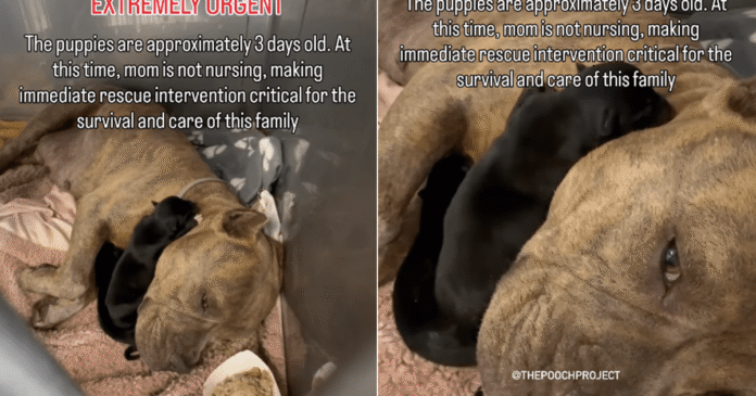 Mama Dog & Her Babies Look So Helpless in a Kennel, Unaware Fate Has Other Plans for Them