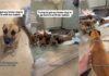 Mama Dog’s Babies Wait for Her To Come Back, but She Can’t Stop Looking at Foster Dad From the Door Mama Dog’s Babies Wait for Her To Come Back, but She Can’t Stop Looking at Foster Dad From the Door