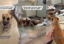 Mama Dog’s Babies Wait for Her To Come Back, but She Can’t Stop Looking at Foster Dad From the Door Mama Dog’s Babies Wait for Her To Come Back, but She Can’t Stop Looking at Foster Dad From the Door