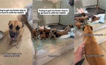 Mama Dog’s Babies Wait for Her To Come Back, but She Can’t Stop Looking at Foster Dad From the Door Mama Dog’s Babies Wait for Her To Come Back, but She Can’t Stop Looking at Foster Dad From the Door