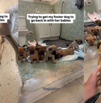 Mama Dog’s Babies Wait for Her To Come Back, but She Can’t Stop Looking at Foster Dad From the Door Mama Dog’s Babies Wait for Her To Come Back, but She Can’t Stop Looking at Foster Dad From the Door