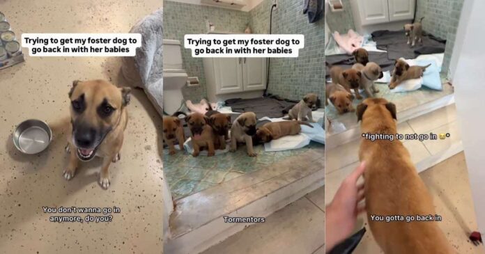 Mama-Dogs-Babies-Wait-for-Her-To-Come-Back-but.jpg Mama Dog’s Babies Wait for Her To Come Back, but She Can’t Stop Looking at Foster Dad From the Door