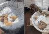 Mama Rescue Dog Shares One of Her Babies’ First Big Moments With the Only Human She Trusts Mama Rescue Dog Shares One of Her Babies’ First Big Moments With the Only Human She Trusts