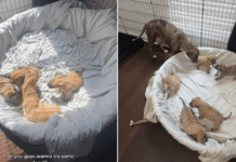 Mama Rescue Dog Shares One of Her Babies’ First Big Moments With the Only Human She Trusts Mama Rescue Dog Shares One of Her Babies’ First Big Moments With the Only Human She Trusts