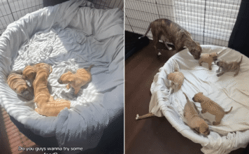Mama Rescue Dog Shares One of Her Babies’ First Big Moments With the Only Human She Trusts Mama Rescue Dog Shares One of Her Babies’ First Big Moments With the Only Human She Trusts