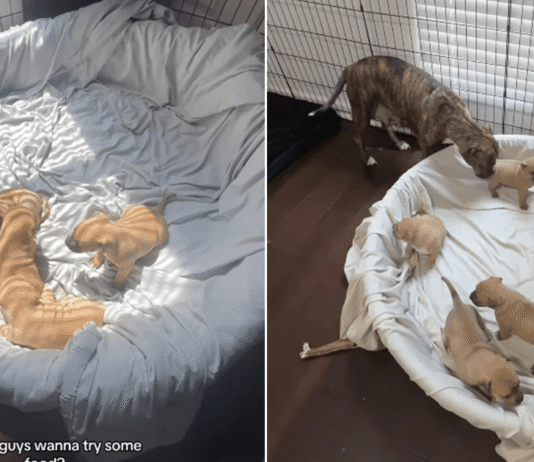 Mama Rescue Dog Shares One of Her Babies’ First Big Moments With the Only Human She Trusts Mama Rescue Dog Shares One of Her Babies’ First Big Moments With the Only Human She Trusts