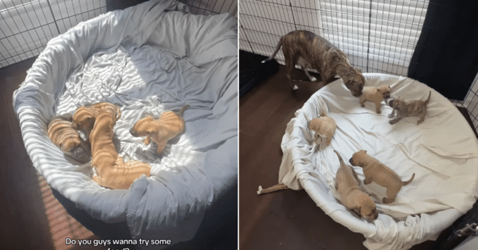 Mama-Rescue-Dog-Shares-One-of-Her-Babies-First-Big.png Mama Rescue Dog Shares One of Her Babies’ First Big Moments With the Only Human She Trusts