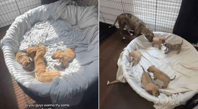 Mama Rescue Dog Shares One of Her Babies’ First Big Moments With the Only Human She Trusts Mama Rescue Dog Shares One of Her Babies’ First Big Moments With the Only Human She Trusts
