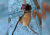 Meet Dr. Pepper, the Tripod Puppy With a Taste for Soda and Belly Rubs Meet Dr. Pepper, the Tripod Puppy With a Taste for Soda and Belly Rubs