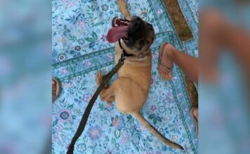 Meet Dr. Pepper, the Tripod Puppy With a Taste for Soda and Belly Rubs Meet Dr. Pepper, the Tripod Puppy With a Taste for Soda and Belly Rubs