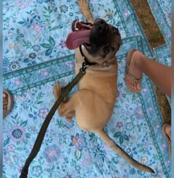 Meet Dr. Pepper, the Tripod Puppy With a Taste for Soda and Belly Rubs Meet Dr. Pepper, the Tripod Puppy With a Taste for Soda and Belly Rubs