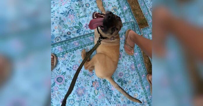 Meet-Dr-Pepper-the-Tripod-Puppy-With-a-Taste-for.jpg Meet Dr. Pepper, the Tripod Puppy With a Taste for Soda and Belly Rubs