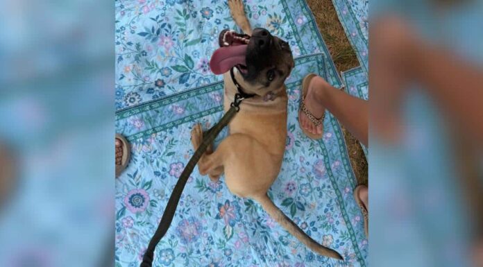Meet Dr. Pepper, the Tripod Puppy With a Taste for Soda and Belly Rubs Meet Dr. Pepper, the Tripod Puppy With a Taste for Soda and Belly Rubs