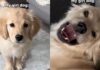 Mom Adopted a Girl Dog Expecting Calm & Got a ‘Sassy’ Chaos Machine Instead Mom Adopted a Girl Dog Expecting Calm & Got a ‘Sassy’ Chaos Machine Instead