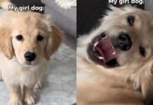 Mom Adopted a Girl Dog Expecting Calm & Got a ‘Sassy’ Chaos Machine Instead Mom Adopted a Girl Dog Expecting Calm & Got a ‘Sassy’ Chaos Machine Instead