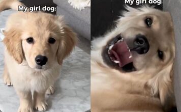 Mom Adopted a Girl Dog Expecting Calm & Got a ‘Sassy’ Chaos Machine Instead Mom Adopted a Girl Dog Expecting Calm & Got a ‘Sassy’ Chaos Machine Instead