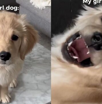 Mom Adopted a Girl Dog Expecting Calm & Got a ‘Sassy’ Chaos Machine Instead Mom Adopted a Girl Dog Expecting Calm & Got a ‘Sassy’ Chaos Machine Instead