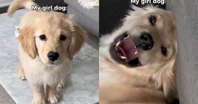 Mom-Adopted-a-Girl-Dog-Expecting-Calm-Got-a.jpg Mom Adopted a Girl Dog Expecting Calm & Got a ‘Sassy’ Chaos Machine Instead