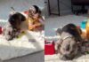 Mom Finds Dog & Toddler Being Suspiciously Quiet, Only to Chance Upon the Most Adorable Moment Mom Finds Dog & Toddler Being Suspiciously Quiet, Only to Chance Upon the Most Adorable Moment