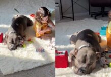 Mom Finds Dog & Toddler Being Suspiciously Quiet, Only to Chance Upon the Most Adorable Moment Mom Finds Dog & Toddler Being Suspiciously Quiet, Only to Chance Upon the Most Adorable Moment