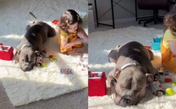 Mom Finds Dog & Toddler Being Suspiciously Quiet, Only to Chance Upon the Most Adorable Moment Mom Finds Dog & Toddler Being Suspiciously Quiet, Only to Chance Upon the Most Adorable Moment