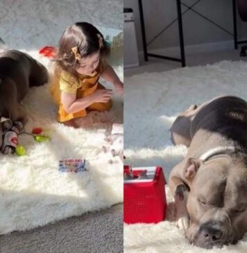 Mom Finds Dog & Toddler Being Suspiciously Quiet, Only to Chance Upon the Most Adorable Moment Mom Finds Dog & Toddler Being Suspiciously Quiet, Only to Chance Upon the Most Adorable Moment