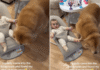 Mom Walks in on Golden Retriever Stealing From Baby in Broad Daylight Mom Walks in on Golden Retriever Stealing From Baby in Broad Daylight