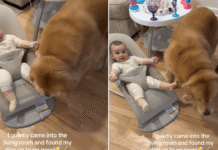Mom Walks in on Golden Retriever Stealing From Baby in Broad Daylight Mom Walks in on Golden Retriever Stealing From Baby in Broad Daylight