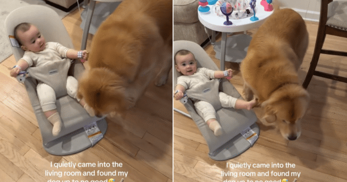 Mom Walks in on Golden Retriever Stealing From Baby in Broad Daylight