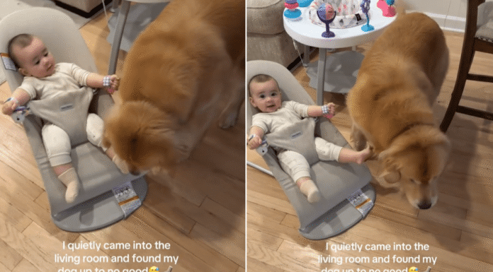 Mom Walks in on Golden Retriever Stealing From Baby in Broad Daylight Mom Walks in on Golden Retriever Stealing From Baby in Broad Daylight