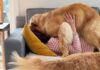 Mom’s Naptime With ‘Clingy’ Golden Retriever Quickly Gets Out of Hand Mom’s Naptime With ‘Clingy’ Golden Retriever Quickly Gets Out of Hand