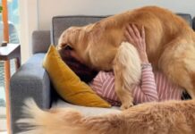 Mom’s Naptime With ‘Clingy’ Golden Retriever Quickly Gets Out of Hand Mom’s Naptime With ‘Clingy’ Golden Retriever Quickly Gets Out of Hand