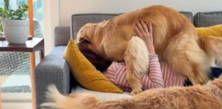 Mom’s Naptime With ‘Clingy’ Golden Retriever Quickly Gets Out of Hand