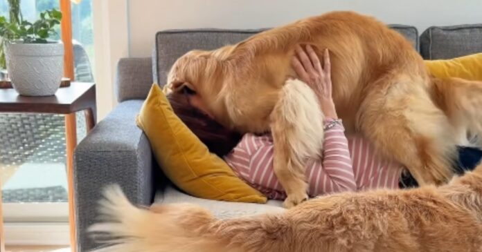 Mom’s Naptime With ‘Clingy’ Golden Retriever Quickly Gets Out of Hand