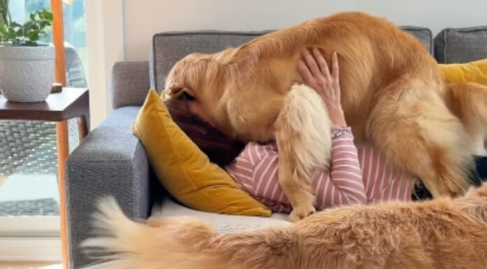 Mom’s Naptime With ‘Clingy’ Golden Retriever Quickly Gets Out of Hand Mom’s Naptime With ‘Clingy’ Golden Retriever Quickly Gets Out of Hand