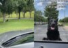 Owner Has to Pretend to Drive Away Just to Get Dog to Leave the Park Owner Has to Pretend to Drive Away Just to Get Dog to Leave the Park
