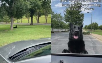 Owner Has to Pretend to Drive Away Just to Get Dog to Leave the Park Owner Has to Pretend to Drive Away Just to Get Dog to Leave the Park