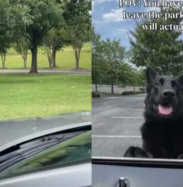 Owner Has to Pretend to Drive Away Just to Get Dog to Leave the Park Owner Has to Pretend to Drive Away Just to Get Dog to Leave the Park