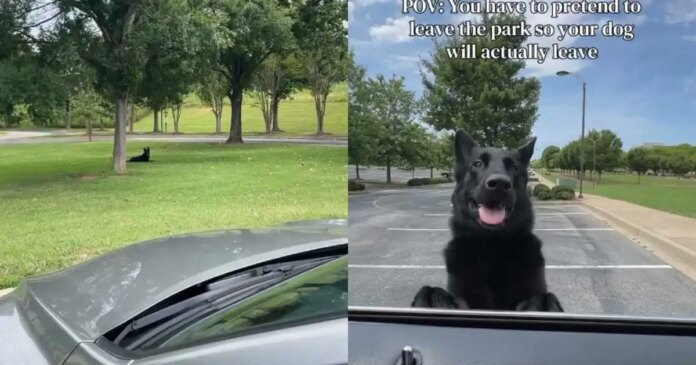 Owner Has to Pretend to Drive Away Just to Get Dog to Leave the Park